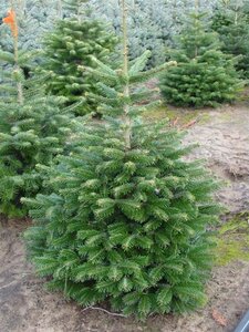 Abies nordmanniana = kerstboom 100-125 cm met kluit - afbeelding 5