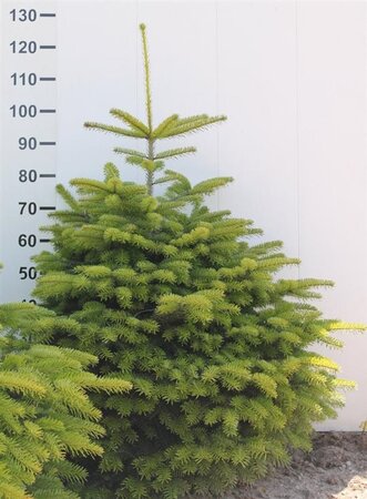Abies nordmanniana = kerstboom 100-125 cm RB - image 3