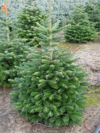 Abies nordmanniana = kerstboom 100-125 cm RB - image 5