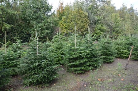 Abies nordmanniana = kerstboom 175-200 cm RB - image 3