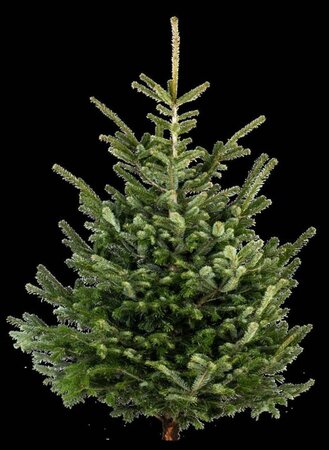 Abies nordmanniana = kerstboom 250-300 cm RB - image 2
