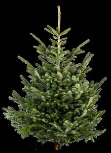 Abies nordmanniana = kerstboom 250-300 cm RB - image 2