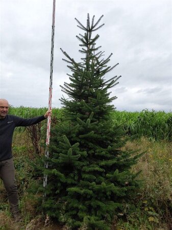 Abies nordmanniana = kerstboom 300-350 cm draadkluit - afbeelding 3