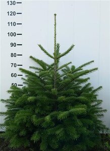 Abies nordmanniana = kerstboom 80-100 cm met kluit - afbeelding 4