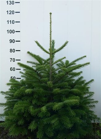 Abies nordmanniana = kerstboom 80-100 cm RB - image 5