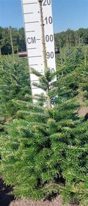 Abies nordmanniana = kerstboom 80-100 cm RB - image 3
