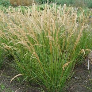 Achnatherum calamagrostis 'Algäu' geen maat specificatie 0,55L/P9cm - afbeelding 2
