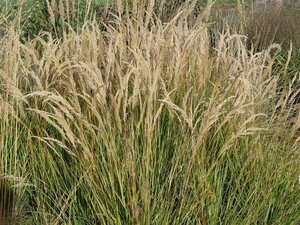Achnatherum calamagrostis 'Algäu' geen maat specificatie 0,55L/P9cm