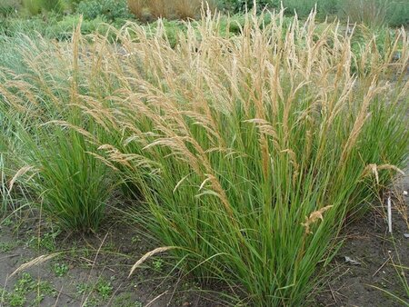 Achnatherum calamagrostis 'Algäu' geen maat specificatie 0,55L/P9cm - afbeelding 4