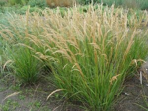 Achnatherum calamagrostis 'Algäu' geen maat specificatie 0,55L/P9cm - afbeelding 4