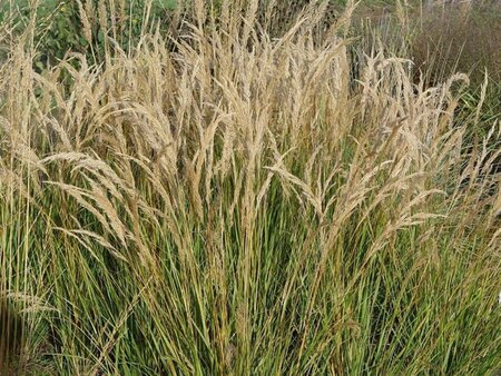 Achnatherum calamagrostis 'Algäu' geen maat specificatie 0,55L/P9cm - image 1