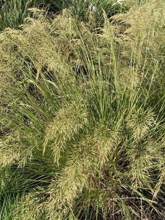 Achnatherum calamagrostis 'Algäu' geen maat specificatie 0,55L/P9cm - image 1