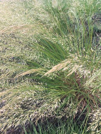 Achnatherum calamagrostis 'Algäu' geen maat specificatie 0,55L/P9cm - image 3