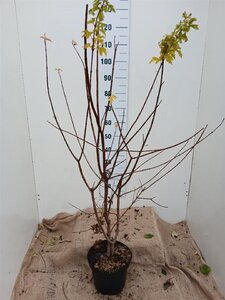 Acer campestre 100-125 cm cont. 7,5L - afbeelding 3