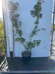 Acer campestre 100-125 cm cont. 7,5L