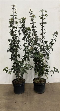 Acer campestre 100-125 cm cont. 7,5L - image 2