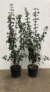 Acer campestre 100-125 cm cont. 7,5L - image 2