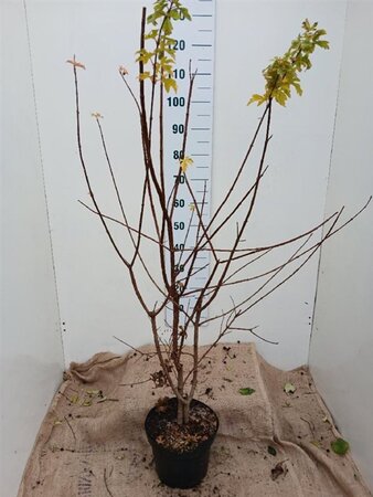 Acer campestre 100-125 cm cont. 7,5L - image 3