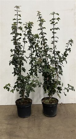 Acer campestre 100-125 cm cont. 7,5L - image 2