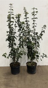 Acer campestre 100-125 cm cont. 7,5L - image 2