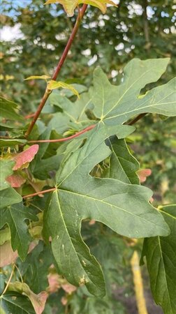 Acer campestre 10-12 Hoogstam draadkluit - afbeelding 3