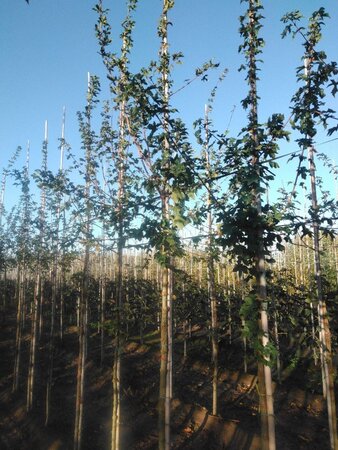 Acer campestre 10-12 STA BR - image 2