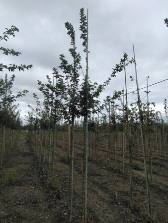 Acer campestre 10-12 STA BR - image 1