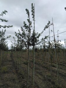 Acer campestre 10-12 STA BR - image 1