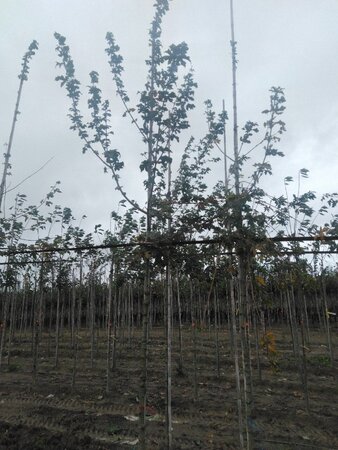 Acer campestre 10-12 STA BR - image 3