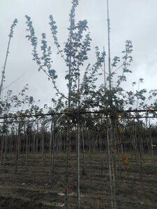 Acer campestre 10-12 STA BR - image 3