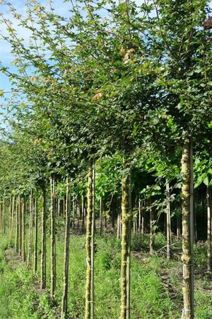 Acer campestre 12-14 Hoogstam draadkluit 2 X verplant - afbeelding 2