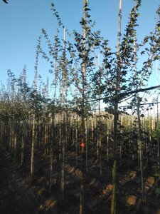 Acer campestre 12-14 Hoogstam draadkluit 2 X verplant - afbeelding 5