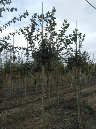 Acer campestre 12-14 Hoogstam wortelgoed 2 X verplant - afbeelding 3