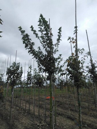 Acer campestre 12-14 Hoogstam wortelgoed 2 X verplant - afbeelding 4