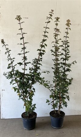 Acer campestre 125-150 cm cont. 7,5L