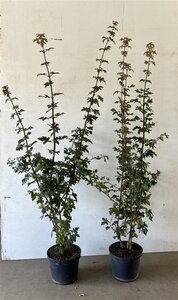 Acer campestre 125-150 cm cont. 7,5L