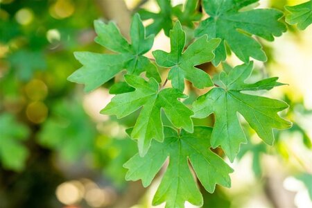 Acer campestre 16-18 Hoogstam draadkluit 3 X verplant - afbeelding 1