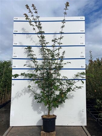 Acer campestre 175-200 cm cont. 7,5L - image 1
