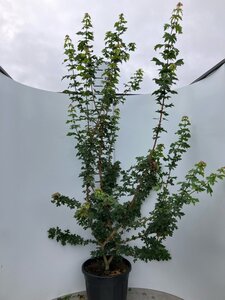 Acer campestre 200-250 cm cont. 70L meerstammig