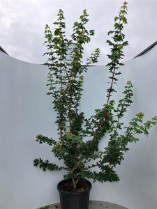 Acer campestre 200-250 cm cont. 70L meerstammig - afbeelding 2