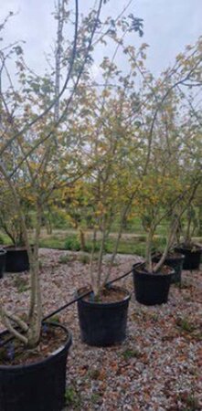 Acer campestre 300-350 cm cont. 110L meerstammig