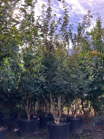 Acer campestre 300-350 cm cont. 110L meerstammig - afbeelding 2