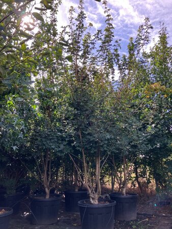 Acer campestre 300-350 cm cont. 110L multi-stem - image 1