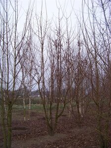 Acer campestre 450-500 cm WRB multi-stem