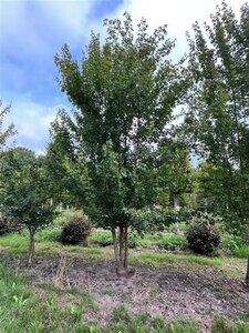 Acer campestre 500-550 cm draadkluit meerstammig - afbeelding 2