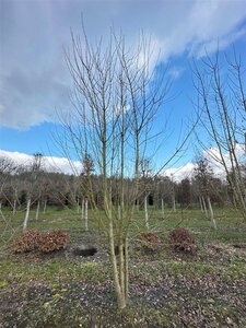 Acer campestre 500-550 cm WRB multi-stem
