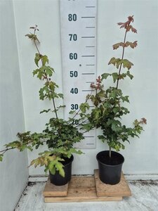 Acer campestre 60-100 cm cont. 2,0L