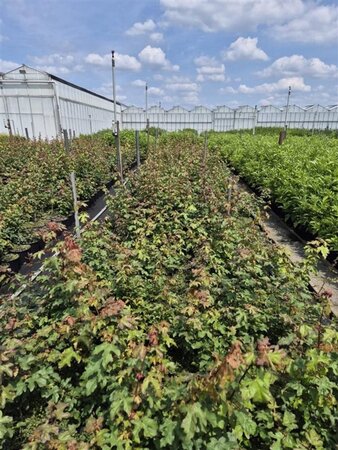 Acer campestre 60-100 cm cont. 2,0L - afbeelding 2