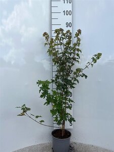 Acer campestre 60-80 cm cont. 2,0L - afbeelding 3