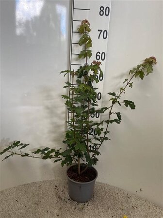 Acer campestre 60-80 cm cont. 2,0L - afbeelding 2